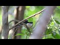 【旅の途中】リュウキュウサンショウクイ　 20.12.28【野鳥】