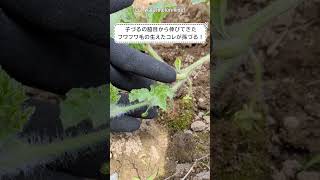 スイカの孫づるをカット！cut watermelon vine!