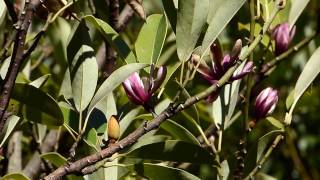 【柏の葉公園の植物】オガタマノキの花（Ｈ29.1.17）