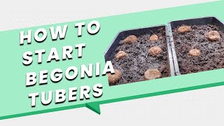 How to Start Begonia Tubers