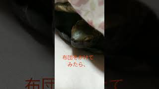 布団にカメPutting a blanket on the turtle#shorts#cute turtles#イシガメ#室内飼い