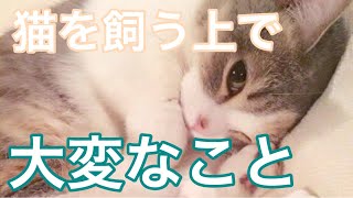 【事前に知っておきたい】猫を飼う上で大変なこと