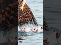 sailor cleans 80 ton whale of crabs