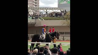 阪神競馬　パドック テーオーアリエスと今村聖奈騎手（10R 再度山特別）2022.11.20