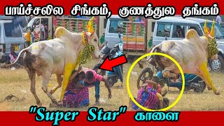 Jallikattu - மக்கள் மனதை வென்ற \