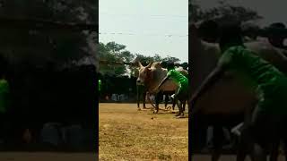 tamilan veeram jallikattu #shorts video #jallikattu #funny video #entertainment #enjoy Pongal video🤣