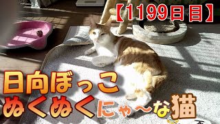 【1199日目】日向ぼっこぬくぬくにゃ～な猫【かわいい・面白い】～The growth record of my cute cat, Nike day 1199