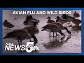 Avian flu killing wild birds