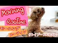 調子良し👍✨💨毎日恒例の朝のスイッチオン　モーニングルーティン‼️保護犬ミニチュアダックスとトイプードル2匹の多頭飼いの家　ダイエット