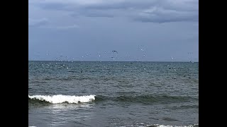 海鳥が教えてくれた　23.6.24