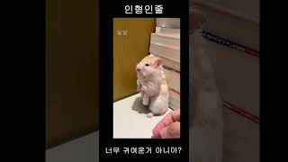 인형인줄  #고양이  #동물  #유머 #웃긴영상 #funny