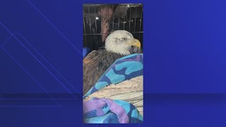 Bald Eagle Dies In Summit County Amid Ongoing Bird Flu Concerns