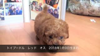 トイプードル　レッド　オス　2018年１月９日生まれ