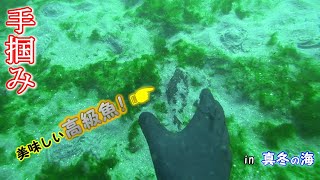 ヒガンフグを【手づかみ】して食べてみた！！in【真冬の海】