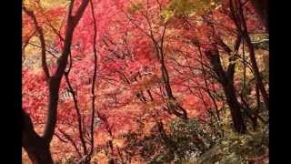 鯖江・紅葉した西山公園を散策する