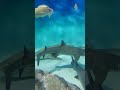 アクアワールド茨城県大洗水族館