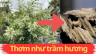 Cây có mùi siêu THƠM - Cây bạch trầm hương, trồng chăm sóc dòng cây có mùi