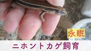 卵から孵化させた最後のニホントカゲが息を引き取りました