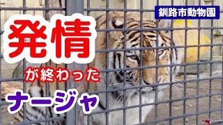 【釧路市動物園】アムールトラ「ナージャ」発情期ほぼ終了‼