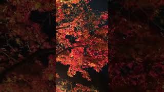 紅葉ライトアップ【縮景園もみじまつり】⑥  #hiroshima  #広島市 #紅葉