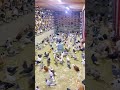 dünyanın en büyük güvercin kümesi elvangüvercin güvercin filogüvercini pigeon birds