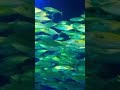 #traveldiaries : Fish swimming in  Aquarium at Maxell Aqua Park Shinagawa, Japan