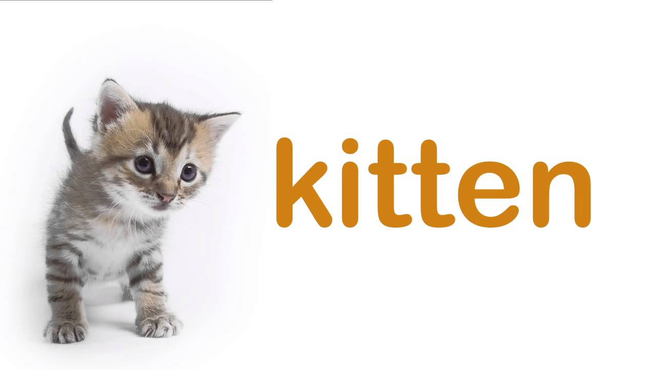 Graceful Wild Animal Best Blog Talking Flashcards Wild Animals