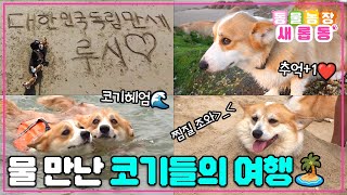 [#새롭동물농장] 루시코기네 파라다이스로 오세요~🏝 바다 수영이 체질인 5코기들과 즐기는 무인도 힐링 여행💙 / EP.1184 #TV동물농장 #AnimalFarm #SBSstory