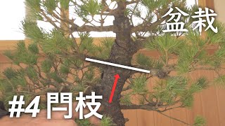 【針金と剪定④】盆栽の閂枝（かんぬきえだ）の対処方法【那須五葉松】