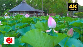 Travel around Japan Chiba Park! A stroll through Chiba's most popular recreational area!