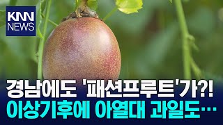 우리나라에도 아열대 과일이? 이상기후에 급변하는 농업 / KNN