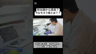 ペットの爬虫類から感染？サルモネラ菌とは？？？#vet