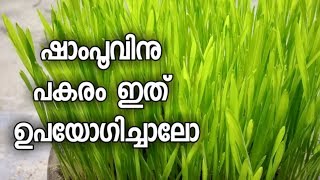 തലയിൽ ഷാംപൂ ഇടുന്നതിനു പകരം ഇതും ഇടാം. ഇരട്ടി റിസൾട്ട്‌. വീറ്റ് ഗ്രാസ് മിക്സിയിൽ അടിക്കുമ്പോൾ