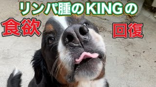 超大型犬KING７歳リンパ腫との戦い。食欲回復の為に