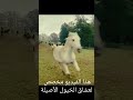 هذا الفيديو مخصص لعشاق الخيول الأصيلة horse horselover animals horseshow horsebeauty