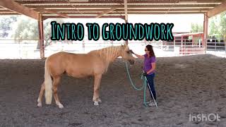 Groundwork for Beginners: Basics of Circling/Desensitizing