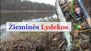 Žieminės Lydekos - Gabrielius Ser