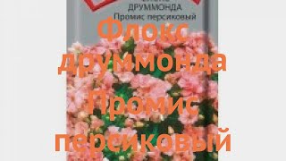 Флокс друммонда Друммонда Промис персиковый 🌿 обзор: как сажать, семена флокса