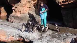 大洗水族館：ペンギンさん達のお食事