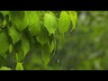 regen im wald regengeräusche mit donner zum einschlafen 7 stunden