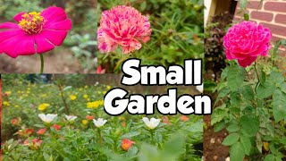 ഉമ്മാന്റെ വീട്ടിലെ കൊച്ചു പൂന്തോട്ടം//Small Garden //Sana Fathima Kitchen