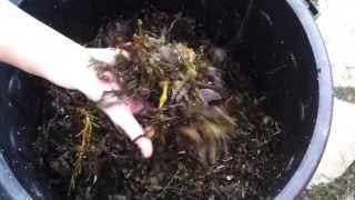 How to make Liquid Fertiliser with Seaweed - A Permaculture Video