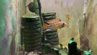 Apistogramma cf. viejita rio muco F1＆F2 アピストグラマ cf. ヴィエジタ リオ ムコ F1＆F2