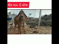 કચ્છ ની સાનદાર ગાય ગીર જય_દ્વારકાધીશ