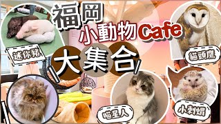 [超治癒] 走訪福岡市3間小動物Café店 | 價錢收費？| 零距離親近小動物 | 親子旅行