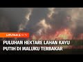 Puluhan Hektare Lahan Kayu Putih di Maluku Terbakar, Diduga Ada Oknum yang Membakar | Liputan 6