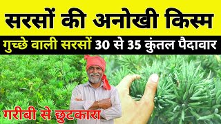 सरसों की जादुई किस्म : PR 5844 😱 गुच्छे वाली सरसों की खेती | guche wali sarso seeds price | mustard