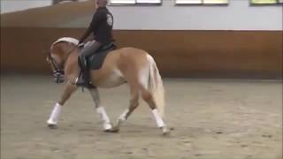 Czech dressage haflinger stallion \u0026 training with Monique Peutz, FOR SALE