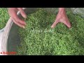 high speed spinach cutting machine lc200 large capacity leafy vegetables cutting beans jalapeno