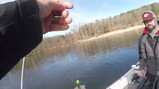 Connecticut river march jumbo yellow perch fishing with @BendItFishing